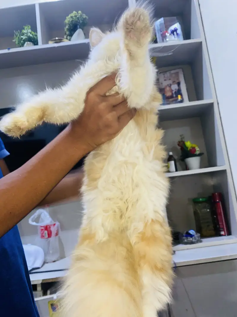 Persian punch face for sale — photo 2
