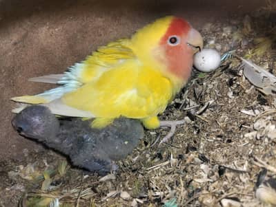 love bird for sell different colors