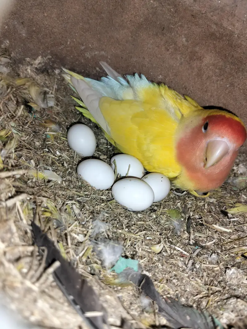 love bird for sell different colors — photo 2