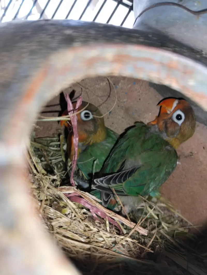 love bird for sell different colors — photo 3