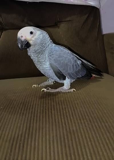 African Grey Chick