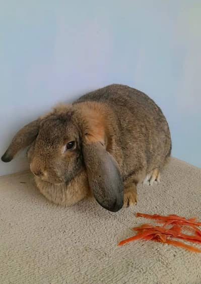 German loop breeder female