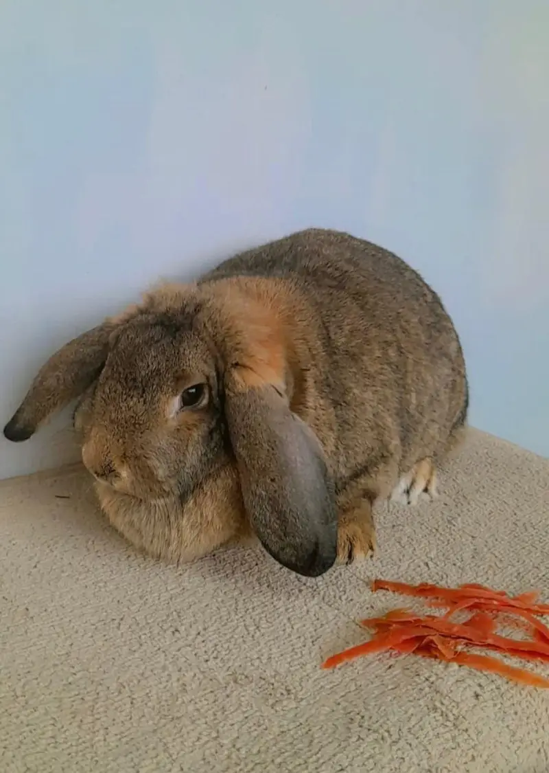 German loop breeder female — photo 2