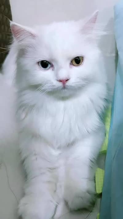 Persian long cot odd eyes