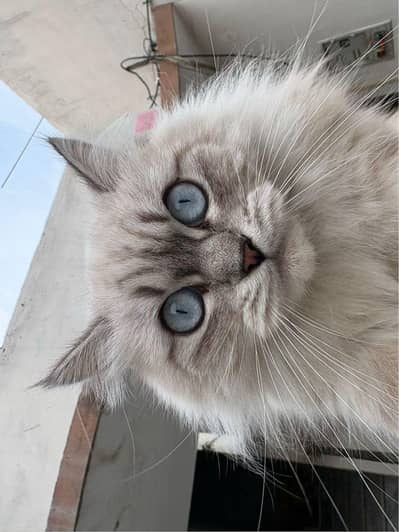 Siberian