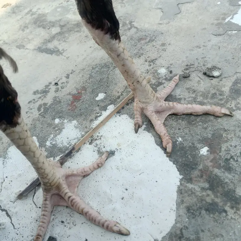 Thai burmi cross healthy and active — photo 3