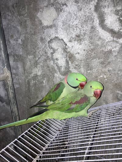 Raw pair Female hand tame ha