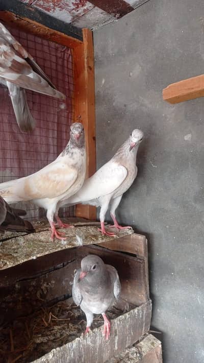 parwazi garanti walya bachay 0327-7210100