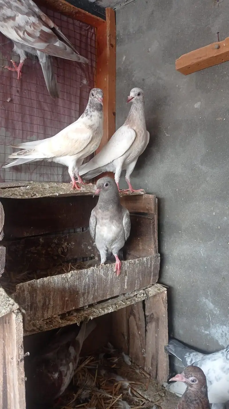 parwazi garanti walya bachay 0327-7210100 — photo 2