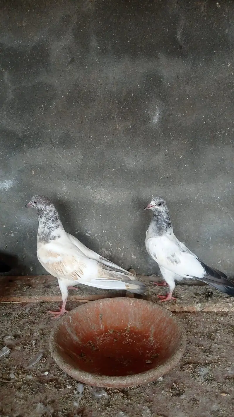 parwazi garanti walya bachay 0327-7210100 — photo 6