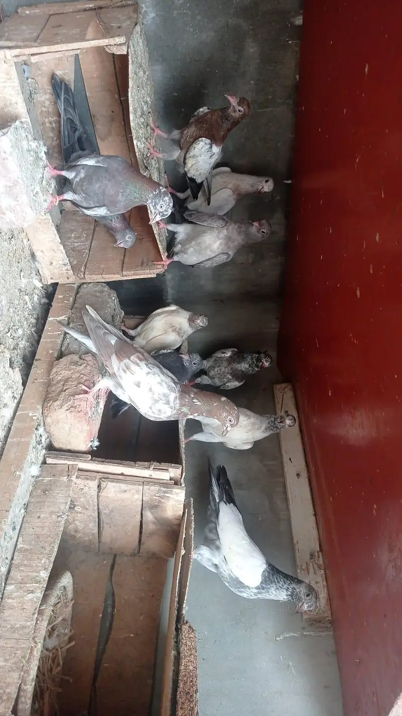 parwazi garanti walya bachay 0327-7210100 — photo 9