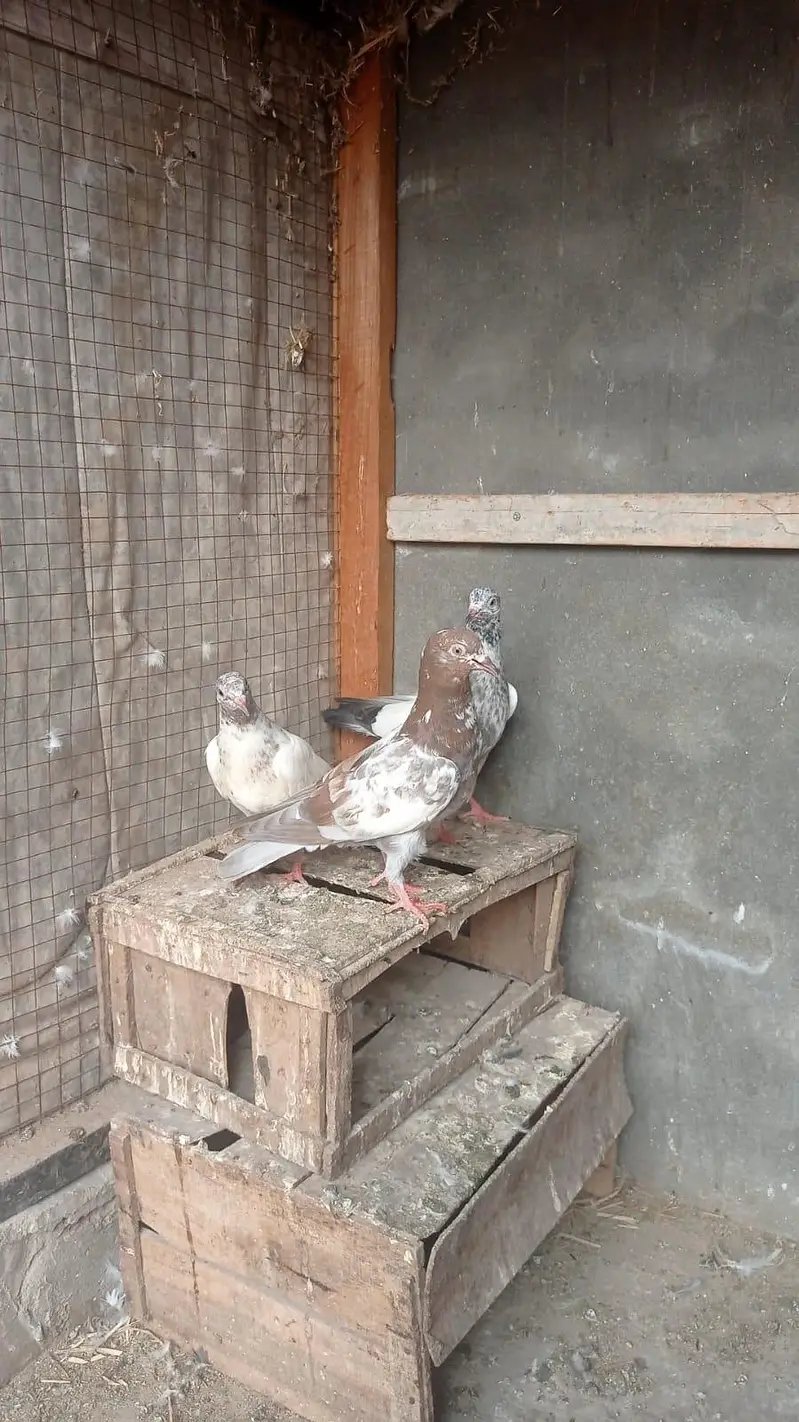 parwazi garanti walya bachay 0327-7210100 — photo 12