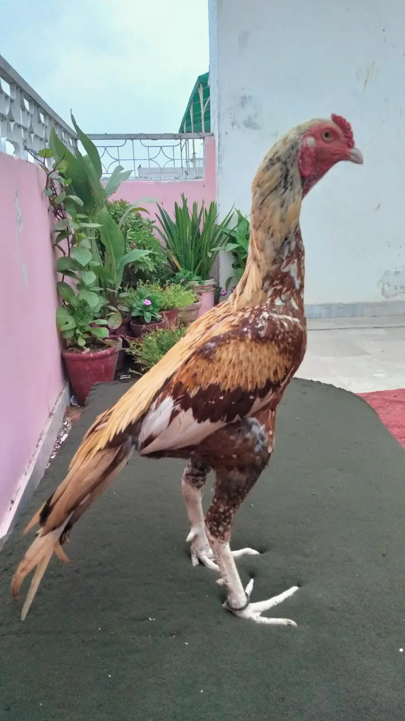 Aseel murga — photo 2