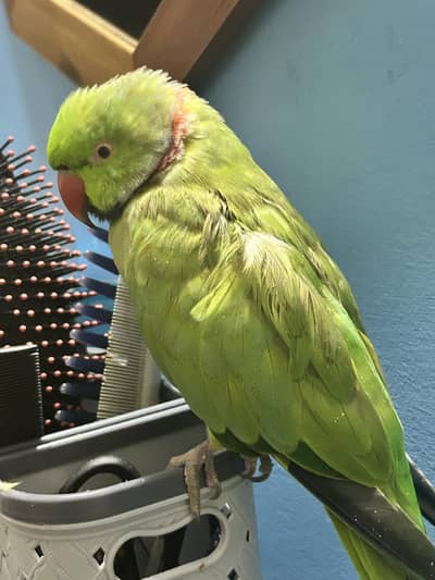 talking parrot