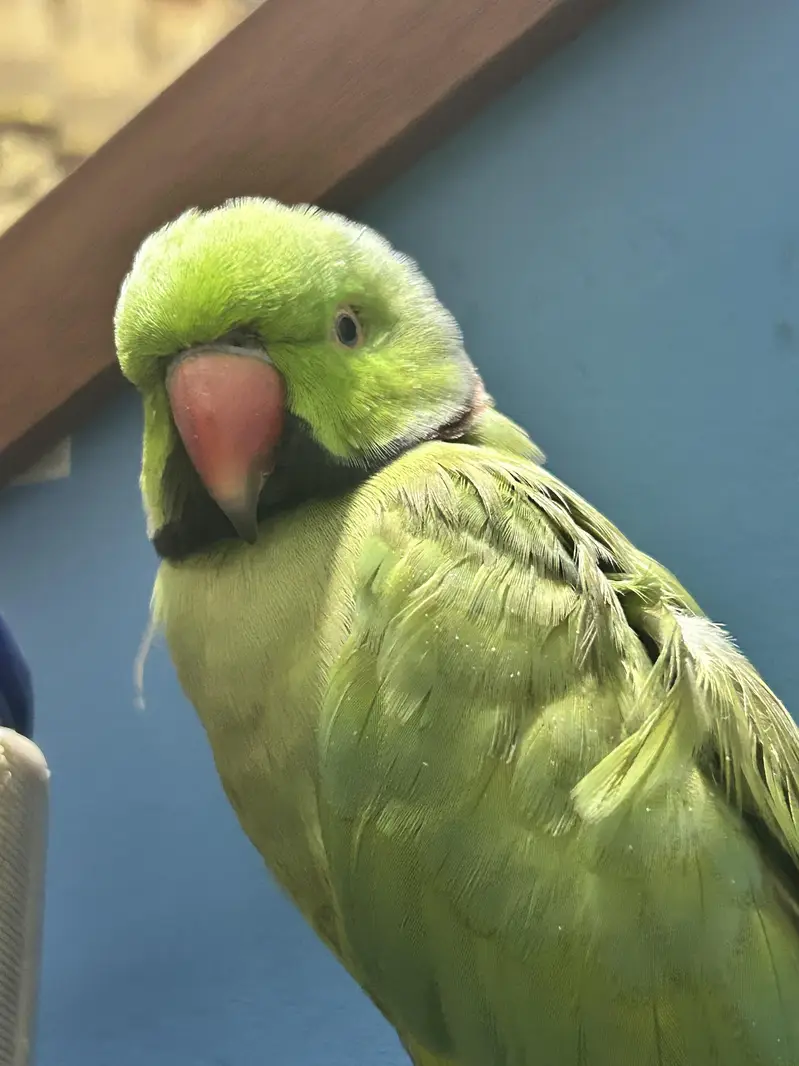 talking parrot — photo 2