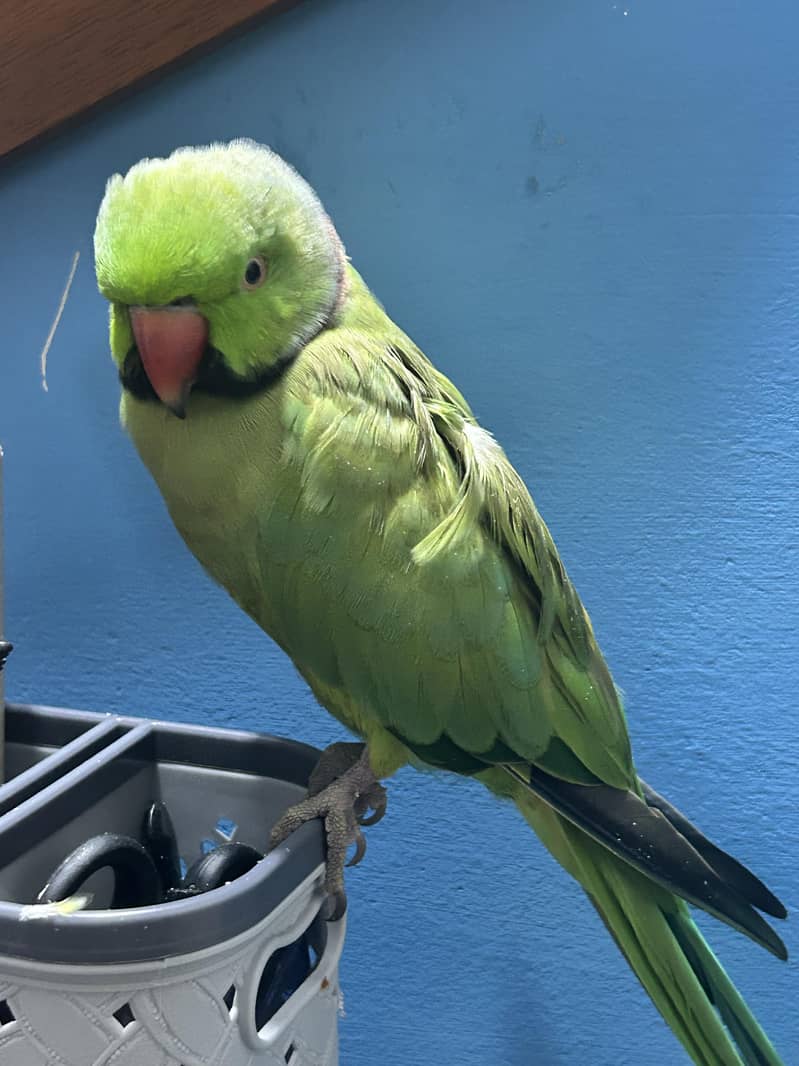talking parrot 2