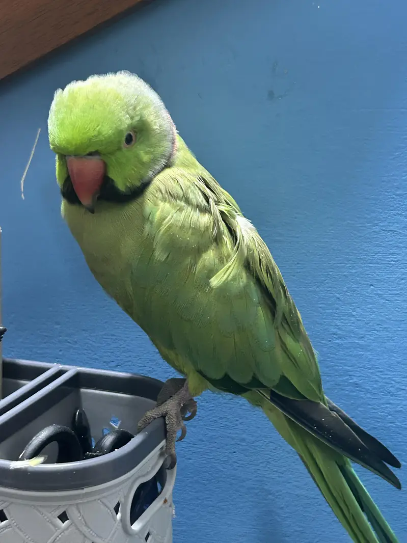 talking parrot — photo 3