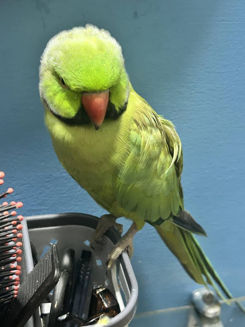 talking parrot 3