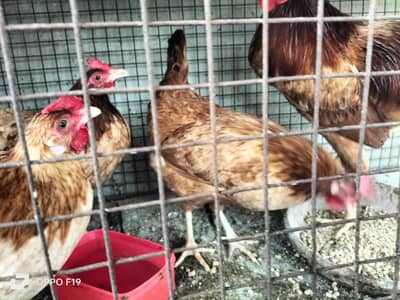 egg laying 3 hens 1 rooster for sale