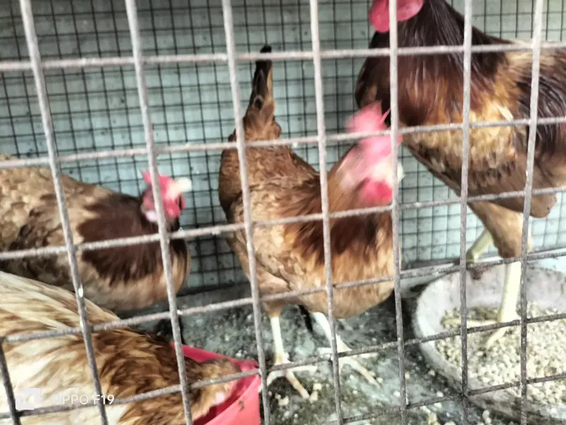 egg laying 3 hens 1 rooster for sale — photo 2