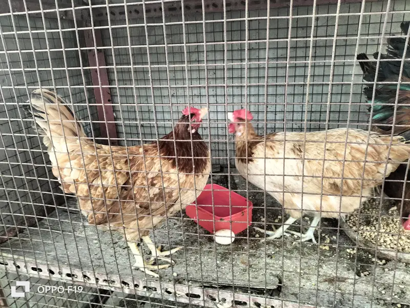 egg laying 3 hens 1 rooster for sale — photo 3
