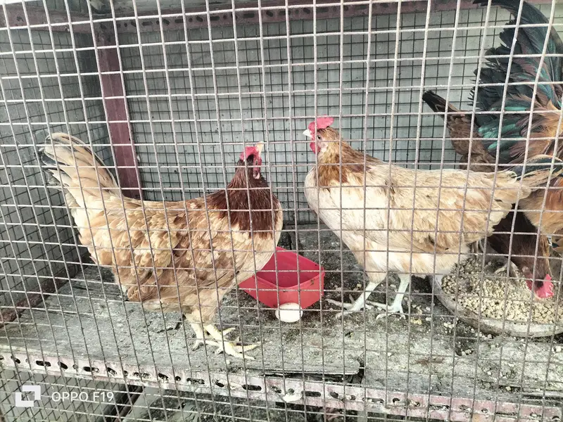 egg laying 3 hens 1 rooster for sale — photo 4