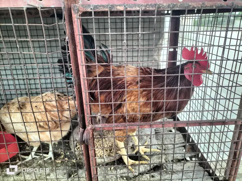 egg laying 3 hens 1 rooster for sale — photo 5