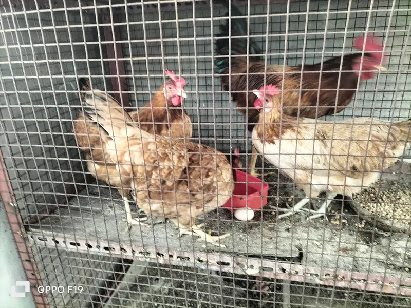 egg laying 3 hens 1 rooster for sale — photo 6