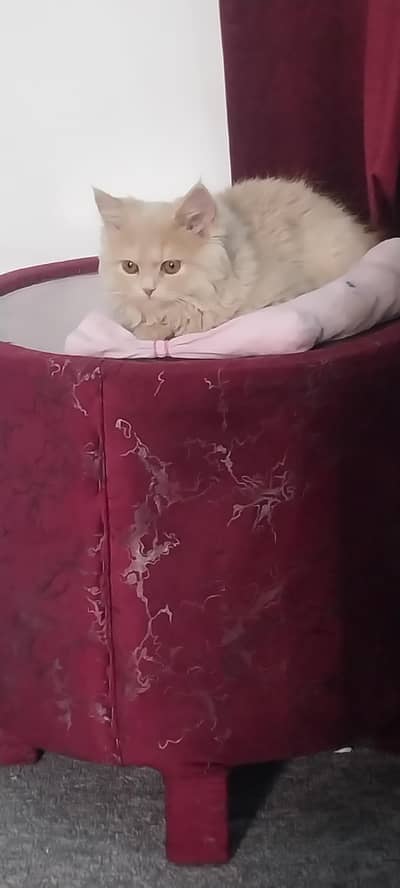 triple coated persian cat.