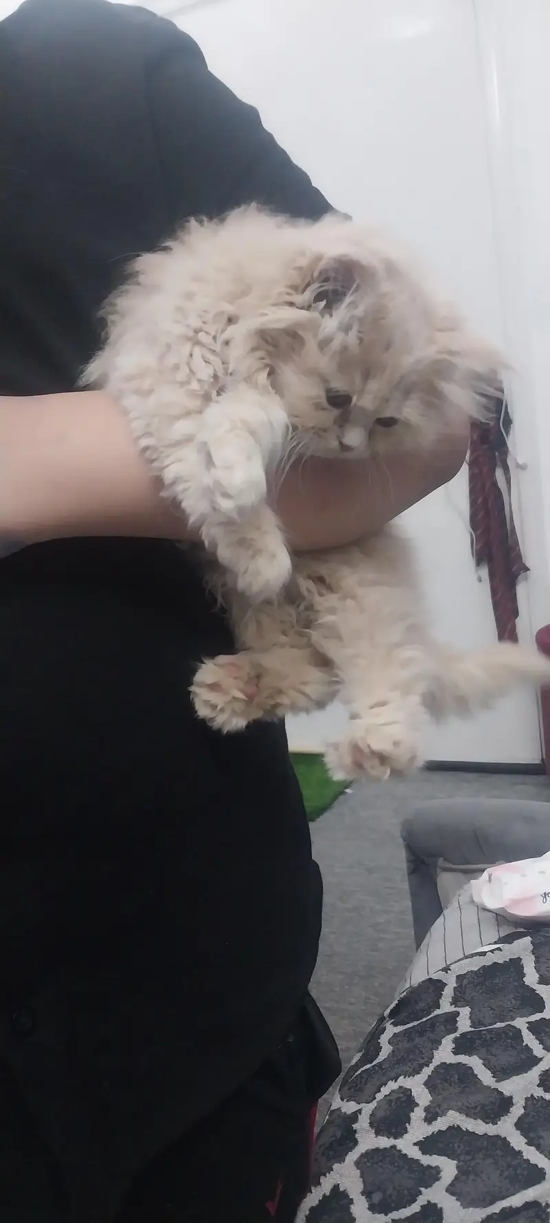 triple coated persian cat. — photo 2