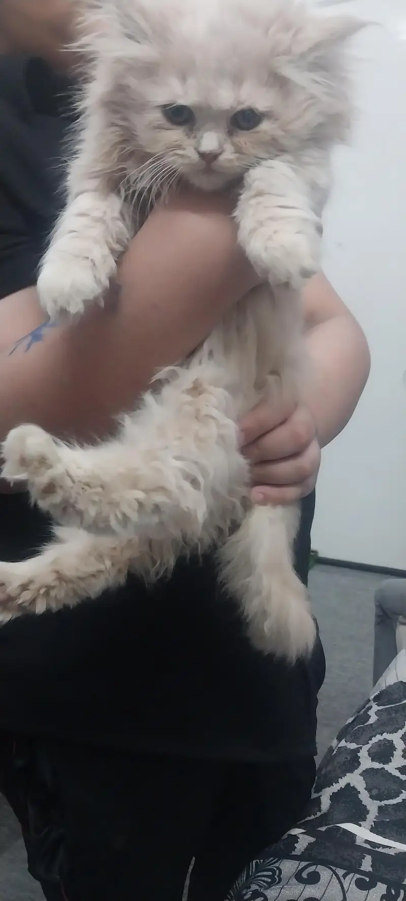triple coated persian cat. — photo 3