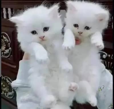 Pure white, Persian Kitten