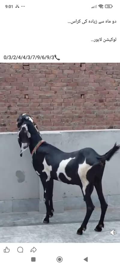 beautiful betal Dabi bakri age 6 dant 2nd timer 2 months plus cross