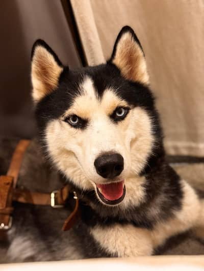 Siberian Husky For Sale
