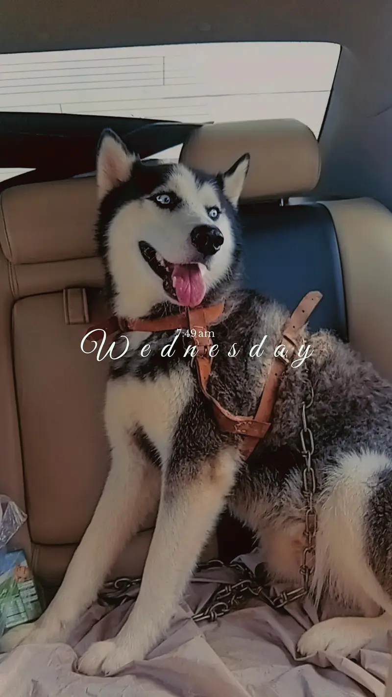 Siberian Husky For Sale — photo 2