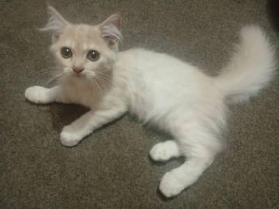 Persian Male Kitten