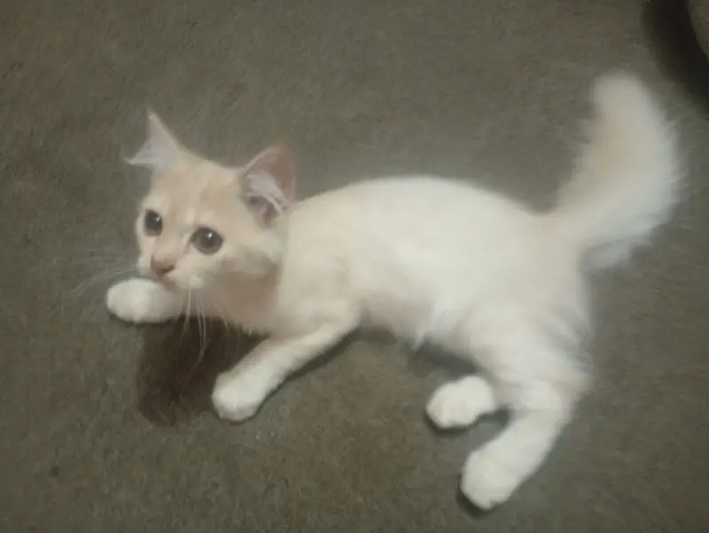 Persian Male Kitten — photo 2
