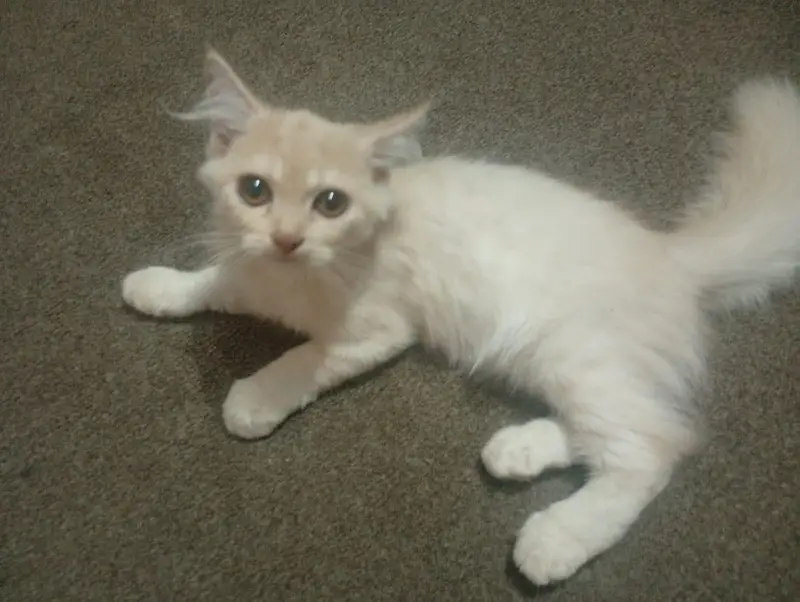 Persian Male Kitten — photo 3