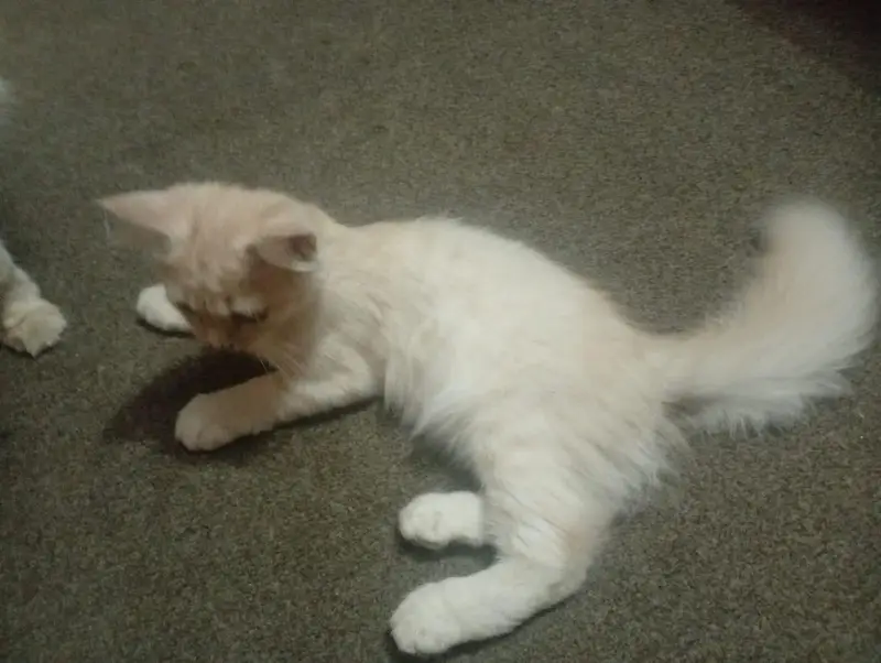 Persian Male Kitten — photo 4