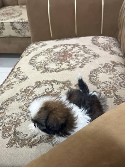 Shihtzu puppy male