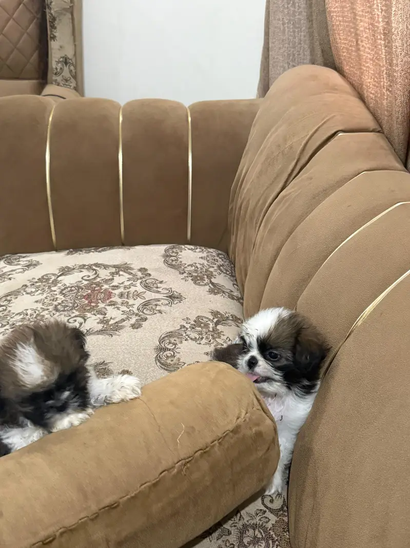 Shihtzu puppy male — photo 2