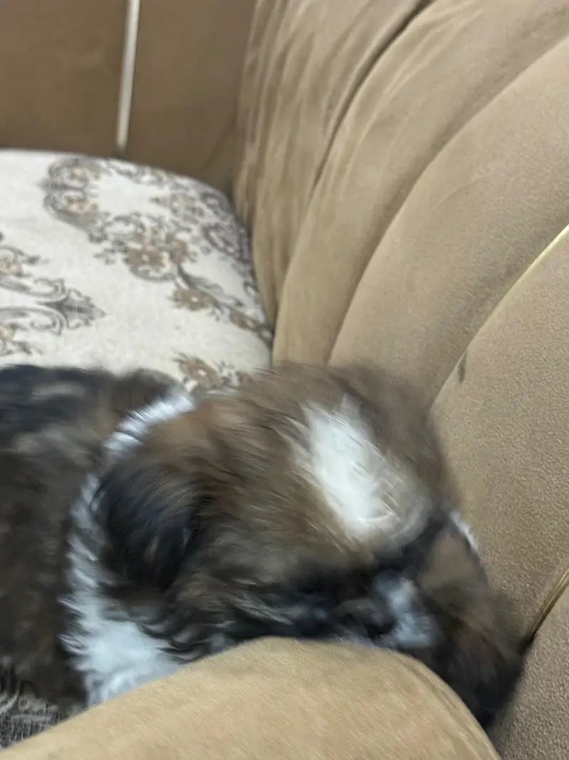 Shihtzu puppy male — photo 3