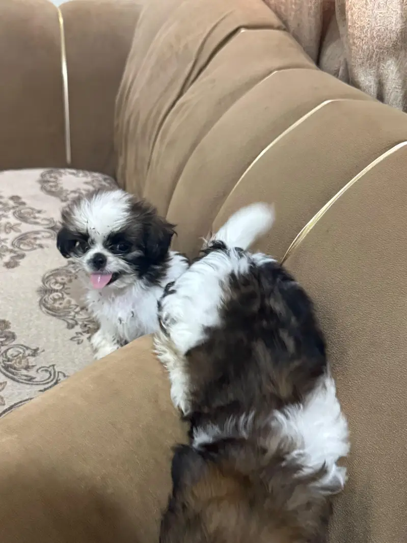 Shihtzu puppy male — photo 4