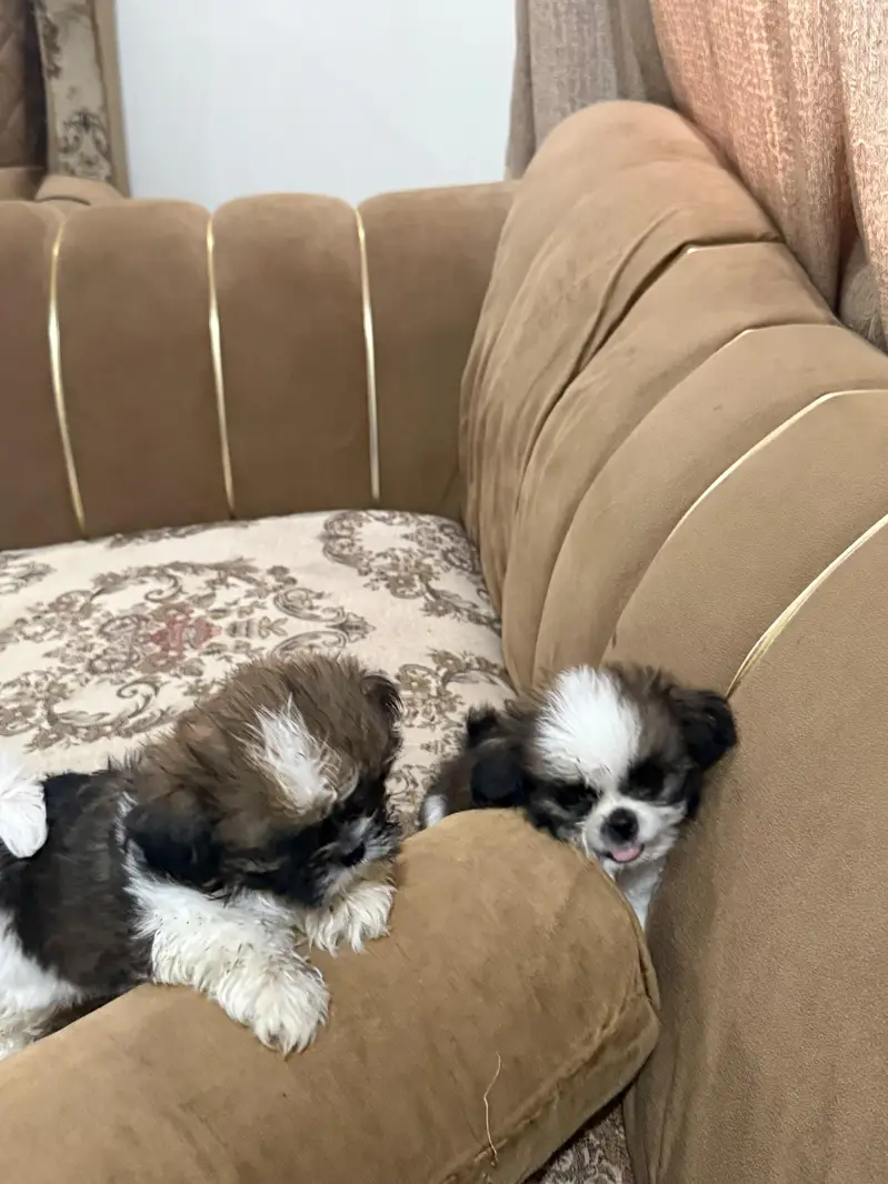 Shihtzu puppy male — photo 5