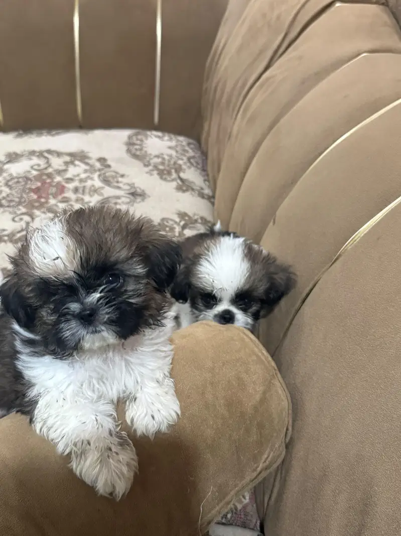 Shihtzu puppy male — photo 6