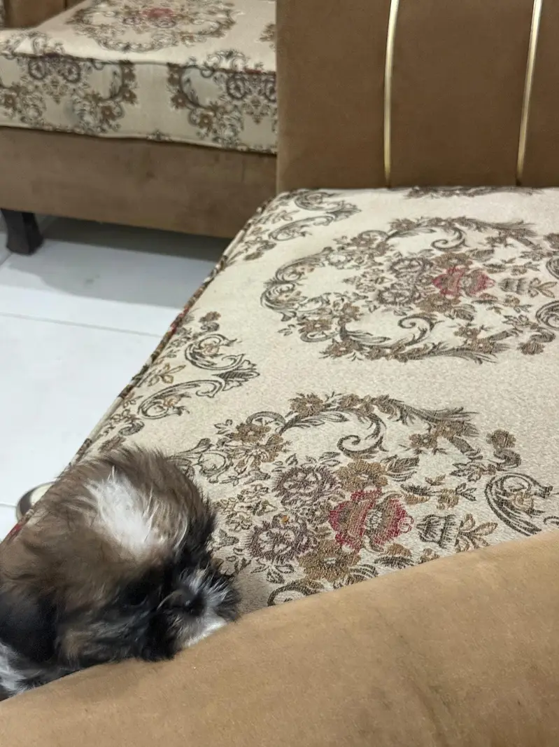 Shihtzu puppy male — photo 7
