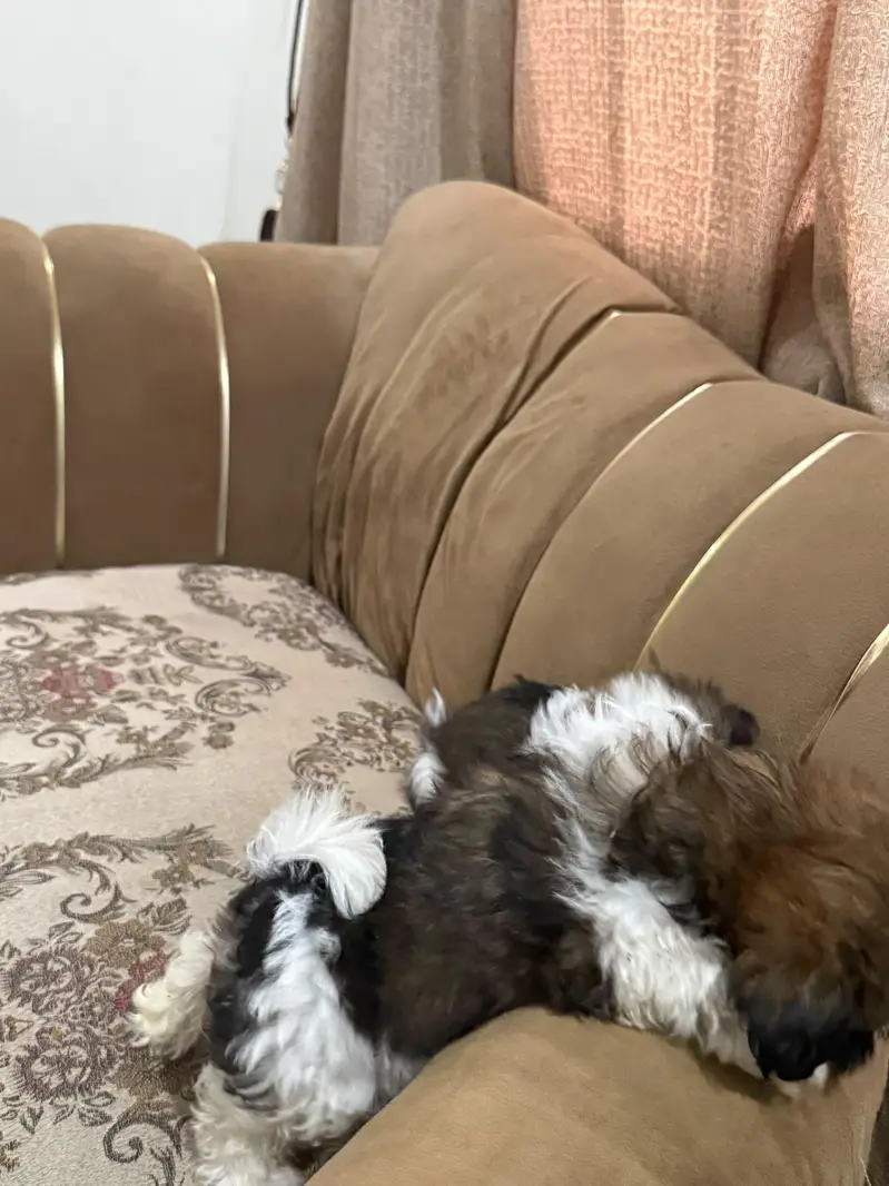 Shihtzu puppy male — photo 8