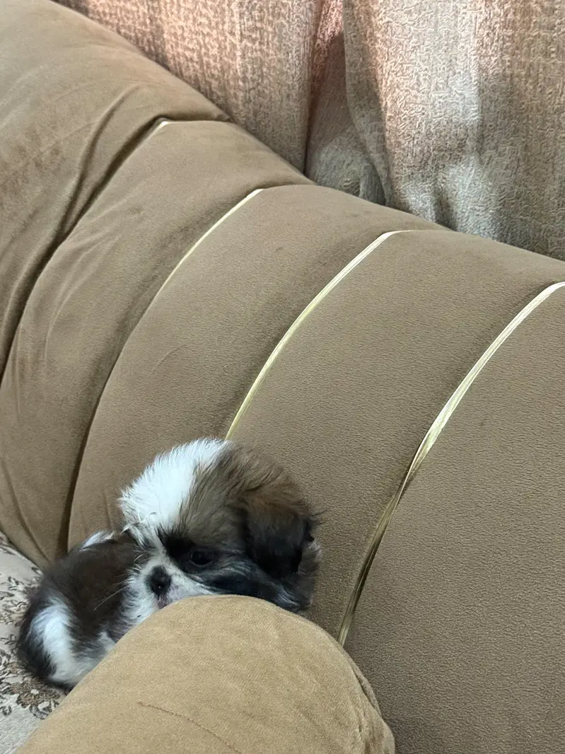 Shihtzu puppy male — photo 9