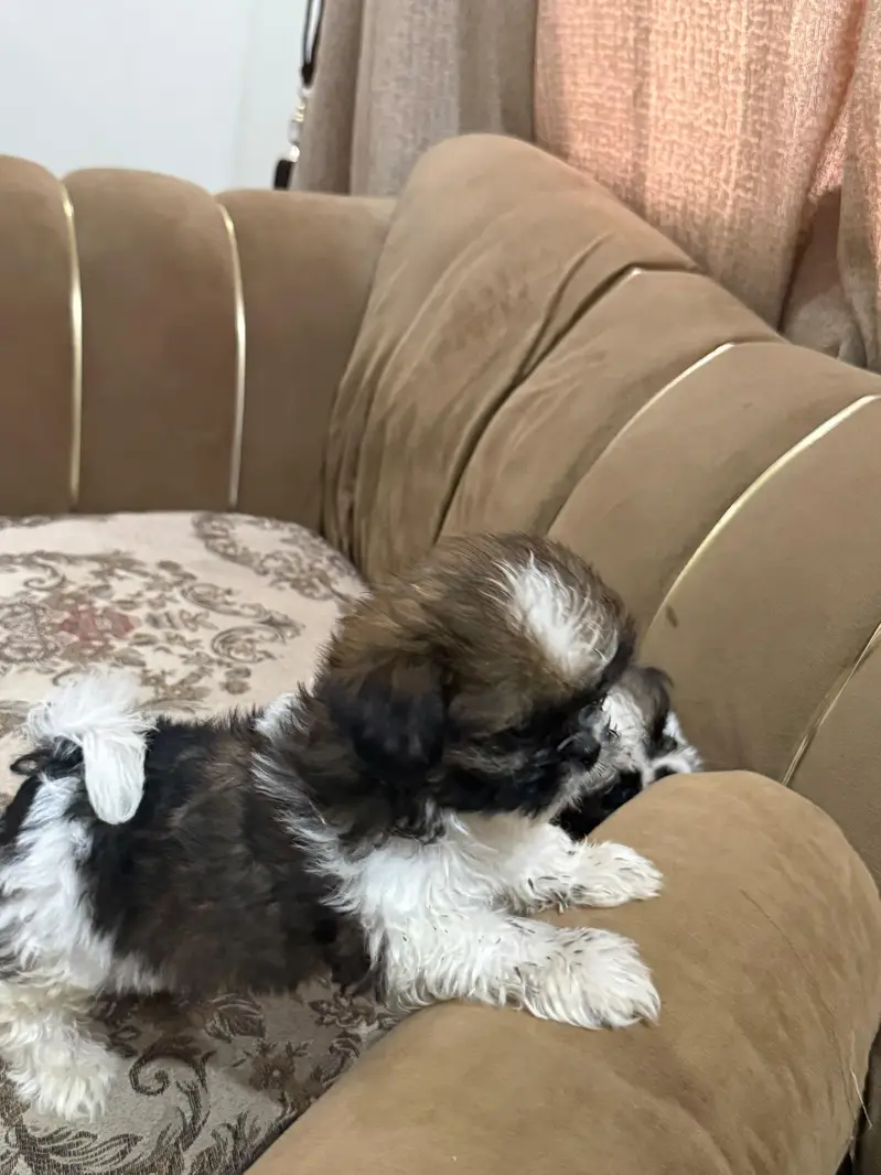Shihtzu puppy male — photo 10