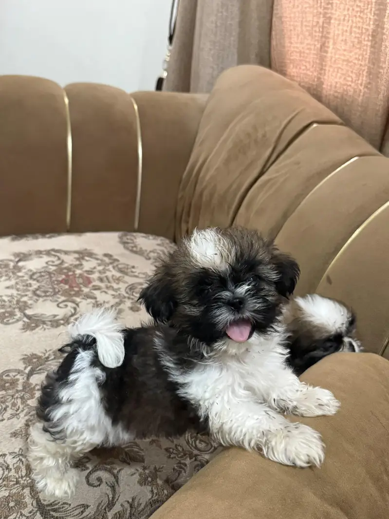 Shihtzu puppy male — photo 11